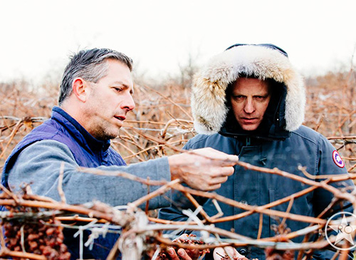 Glenfiddich Malt Master Brian Kinsman examining Icewine grapes at Peller Estate
